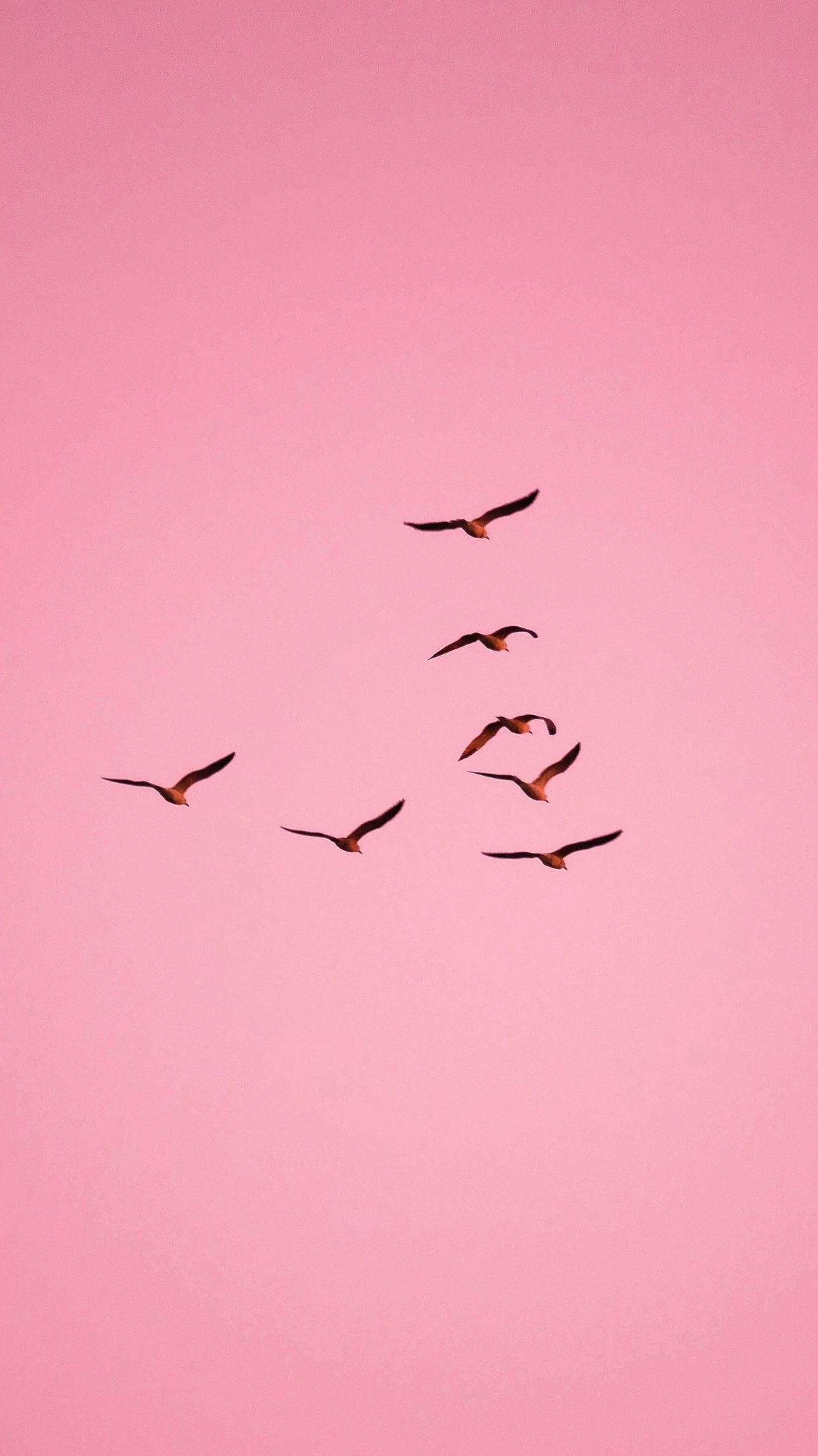 Birds flying in a pink sky, representing burnout, hormonal imbalance and modern women’s health struggles.