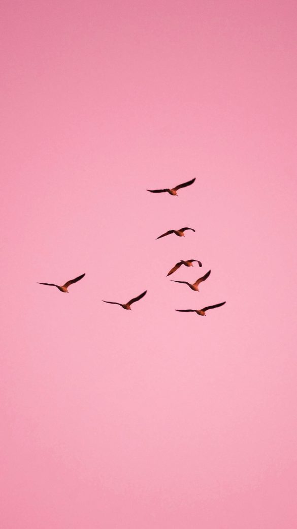 Birds flying in a pink sky, representing burnout, hormonal imbalance and modern women’s health struggles.