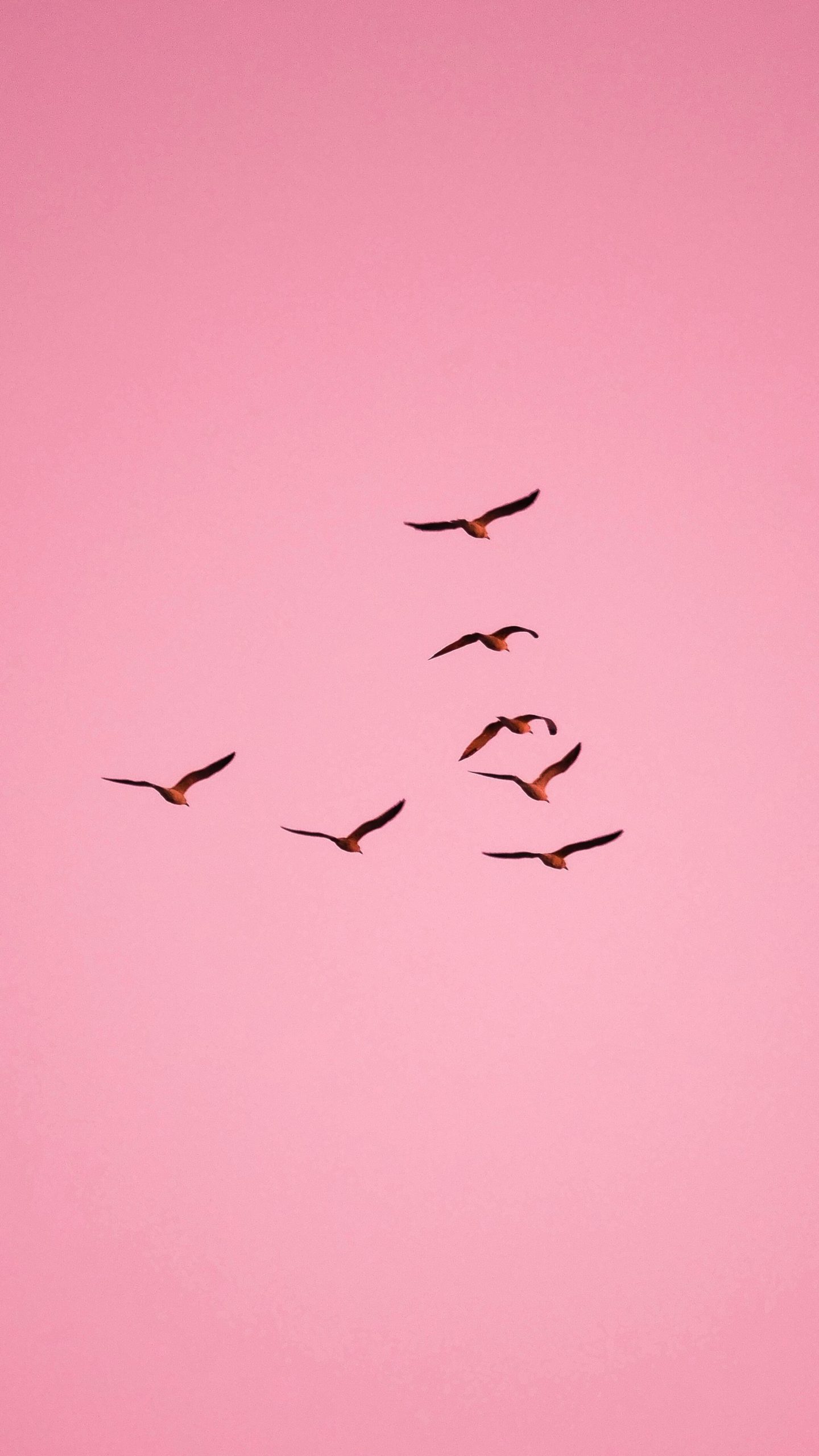 Birds flying in a pink sky, representing burnout, hormonal imbalance and modern women’s health struggles.